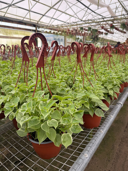 Peperomia Cupid Live Plant HB 6in