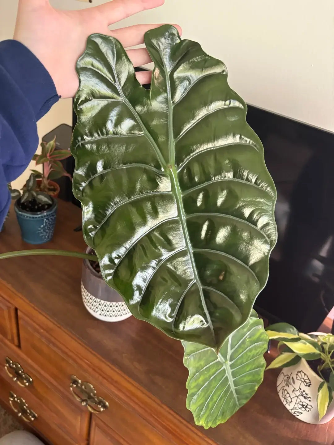Alocasia Chantrieri. starter