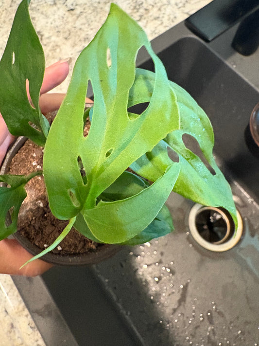 Monstera Esqueleto