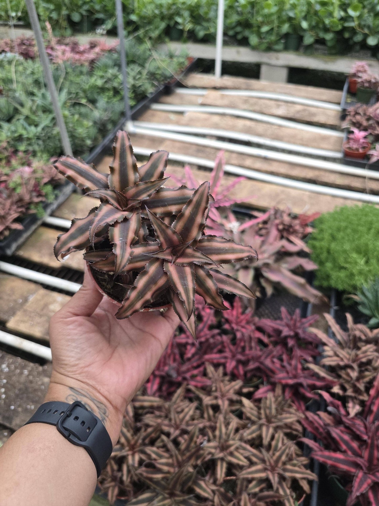 Bromeliad Pink Star 4 inch pot