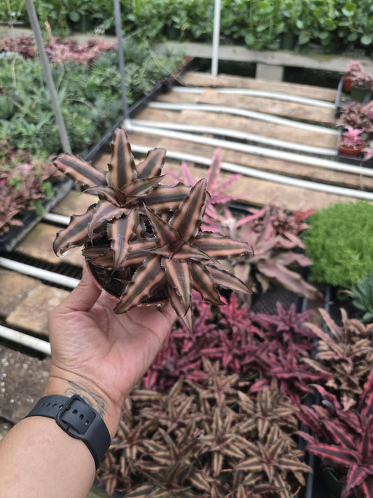 Bromeliad Pink Star 4 inch pot