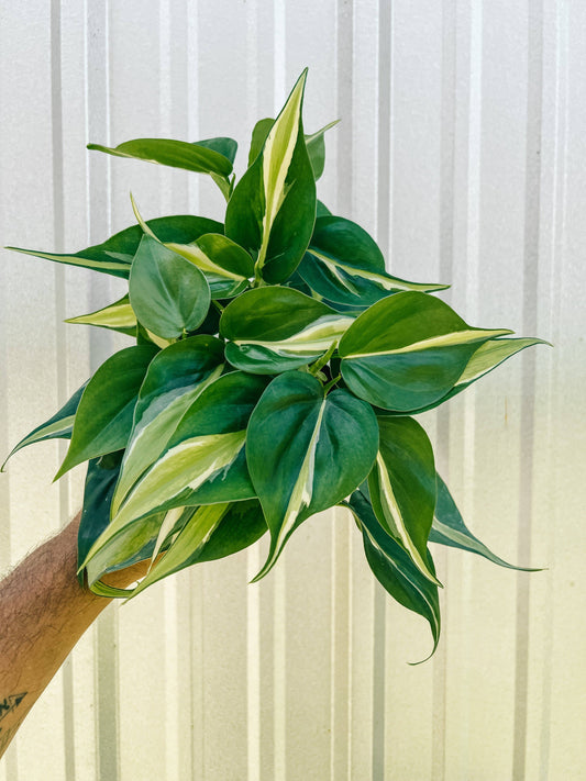 Philodendron 'Silver Stripe'