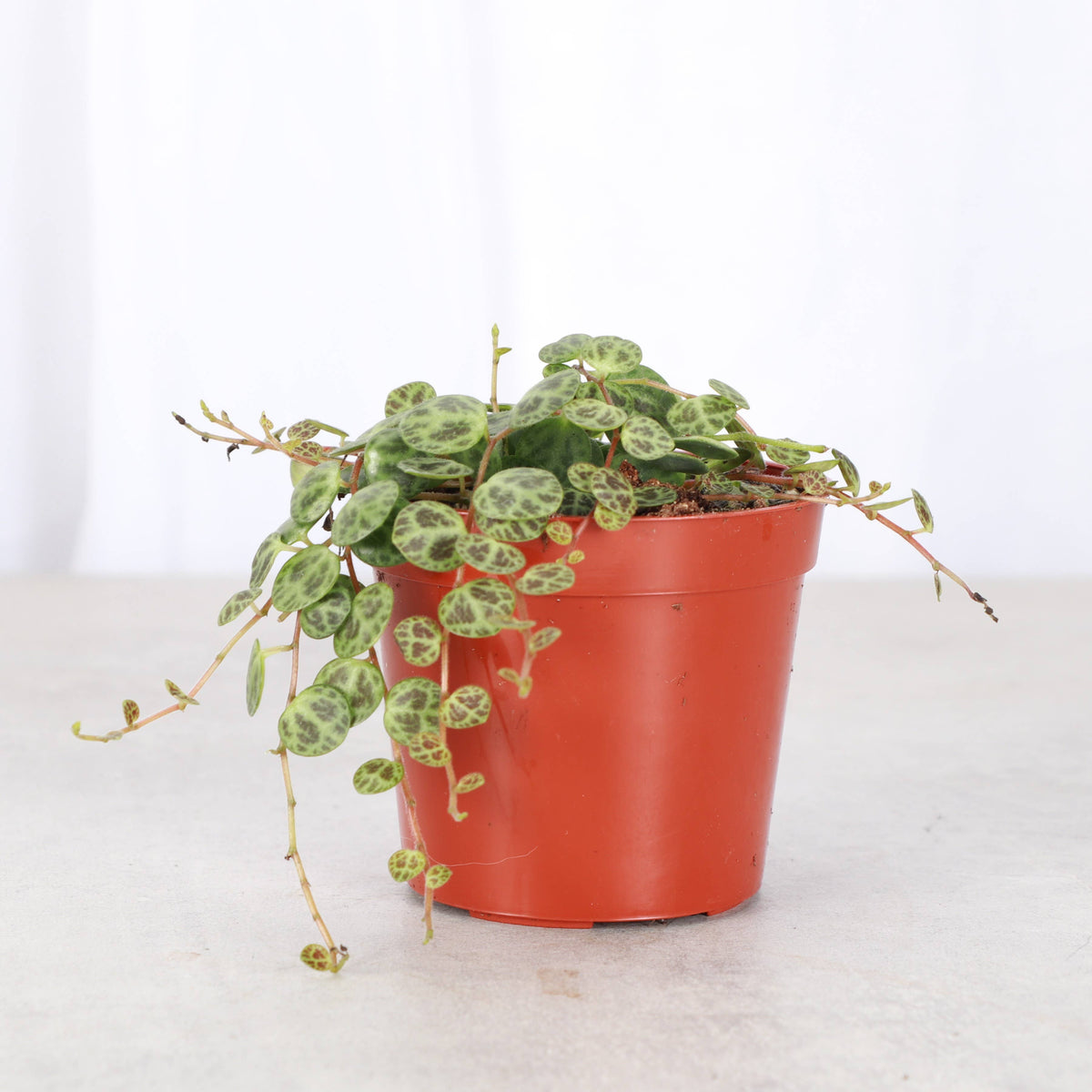 String of Turtles - Live Plant