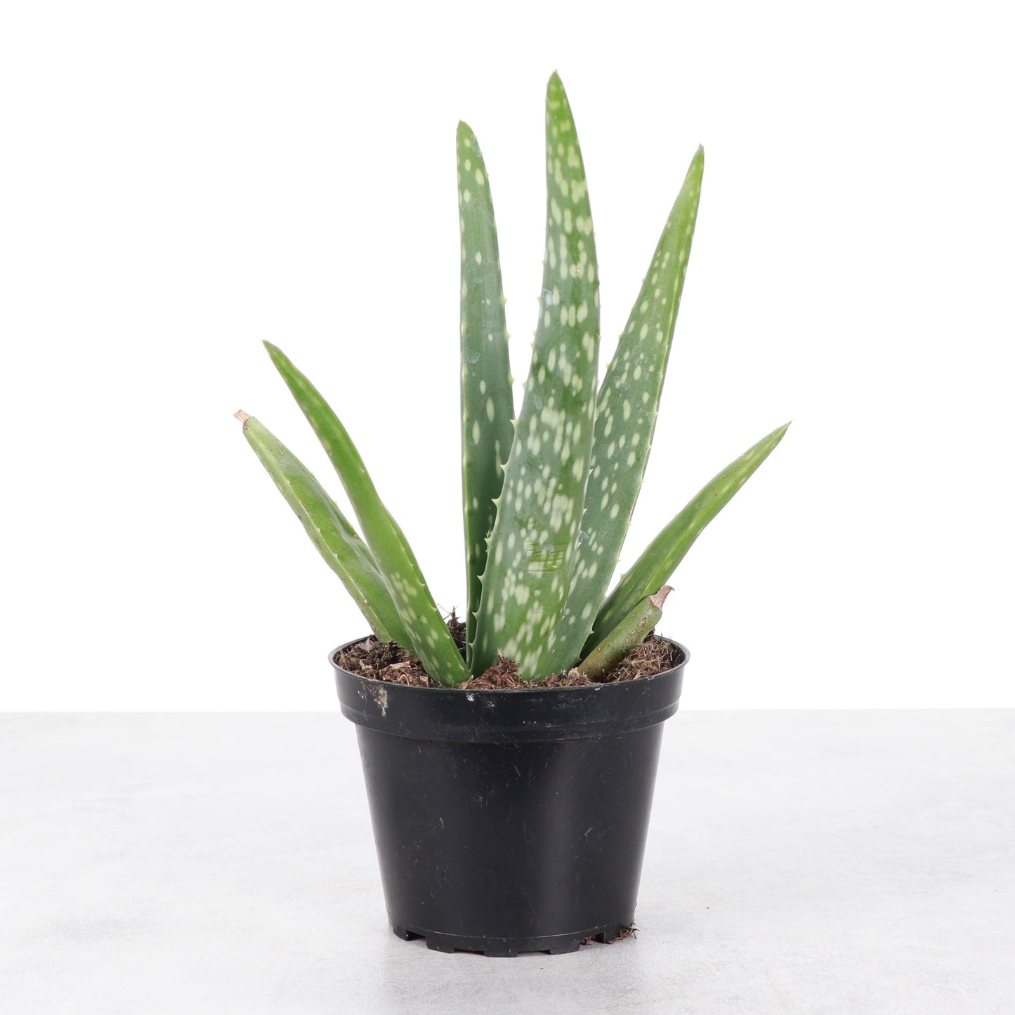 Aloe Vera Plant - Live Plant