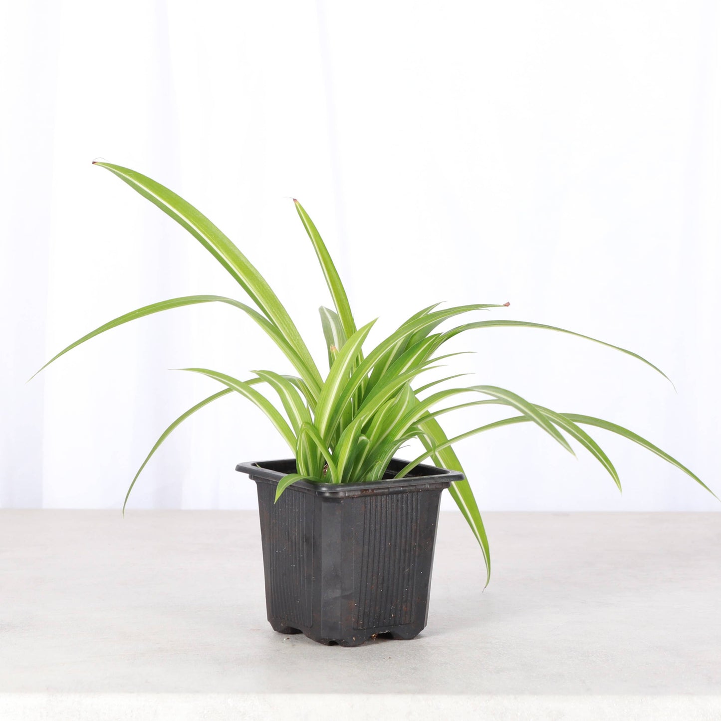 Spider Plant - Live Plant