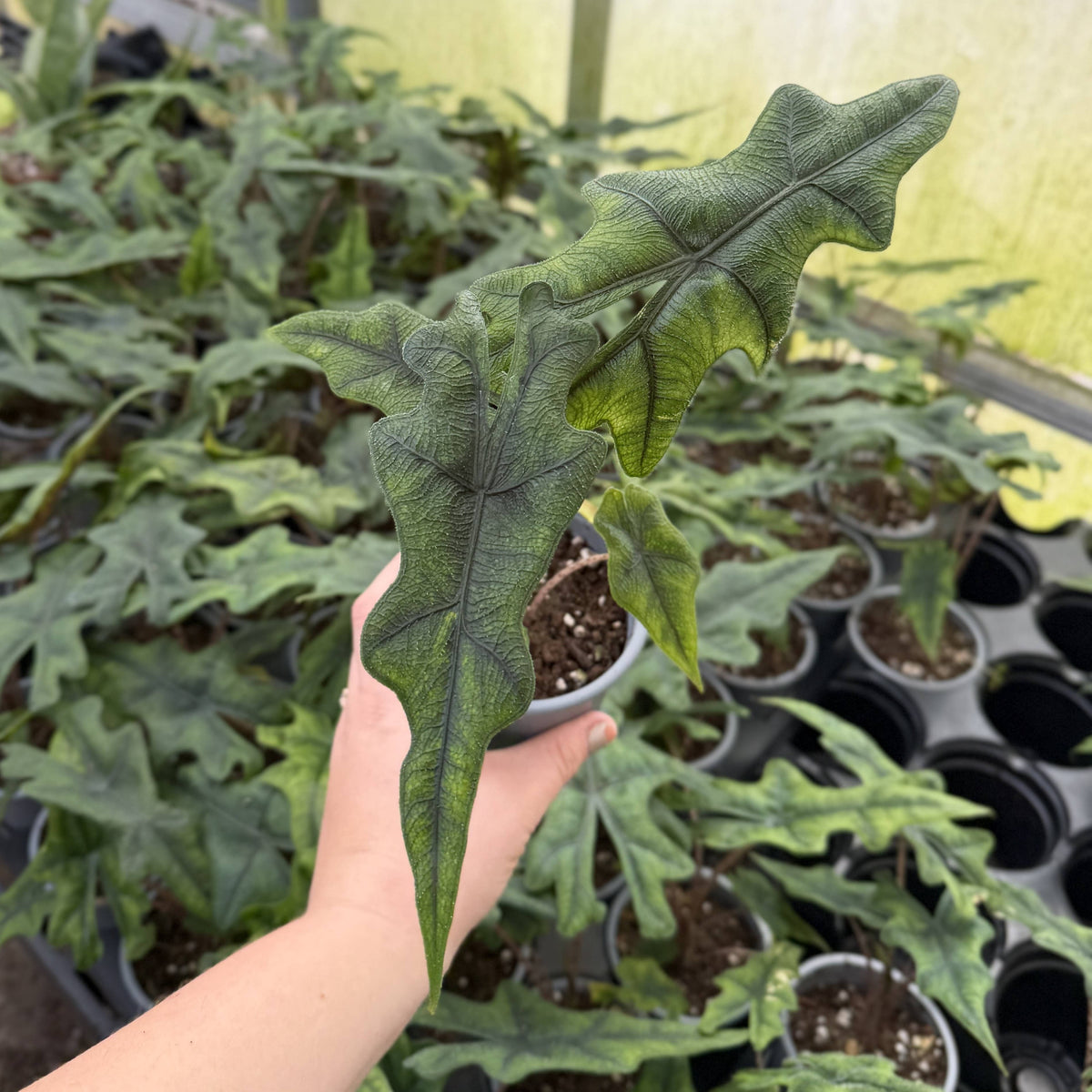 Alocasia Jacklyn - 4" Live Plant - RARE