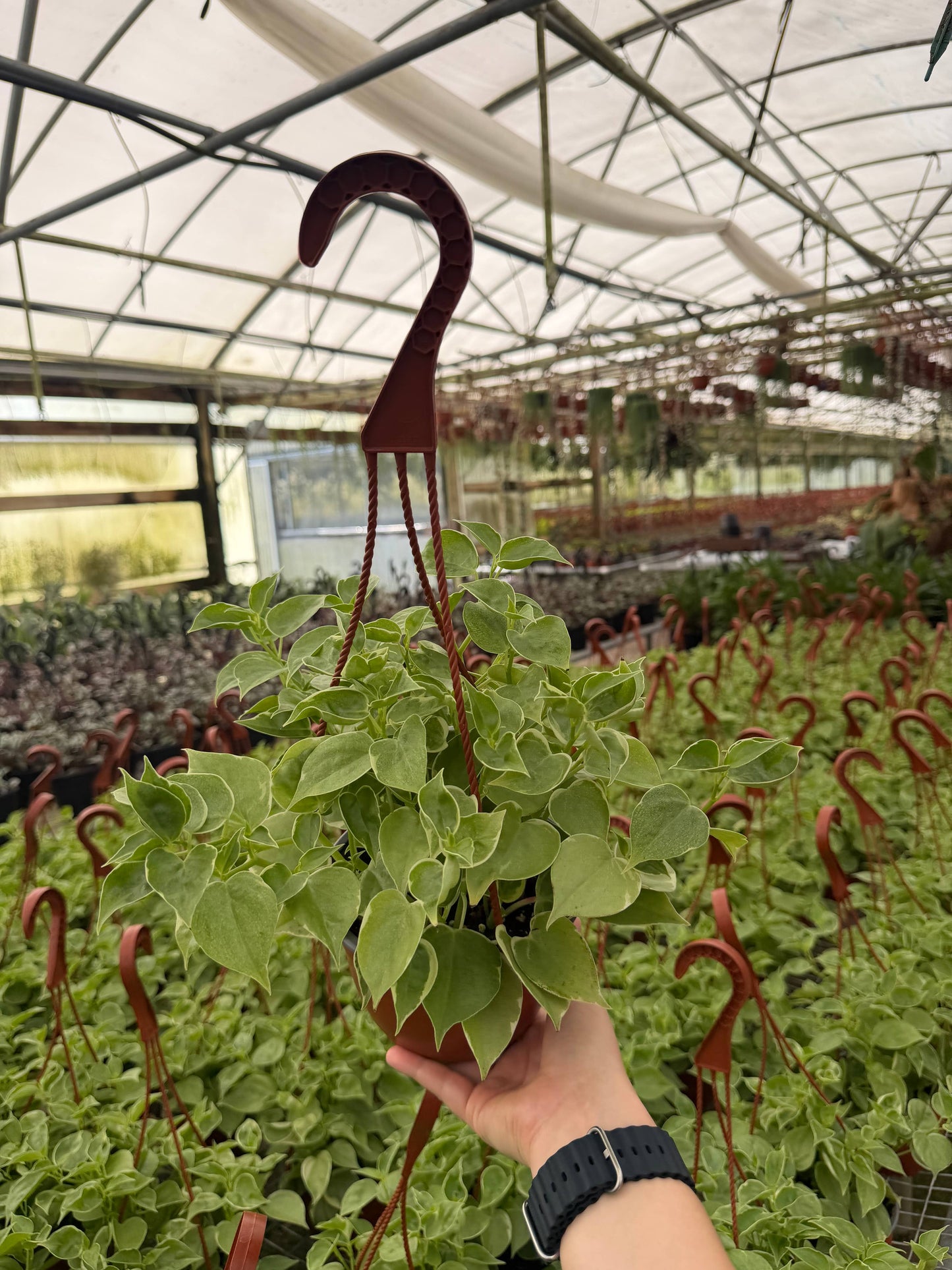 Peperomia Cupid Live Plant HB 6in