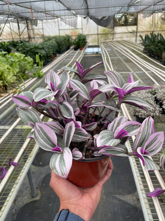 Tradescantia 'Nanouk' - 6" Pot