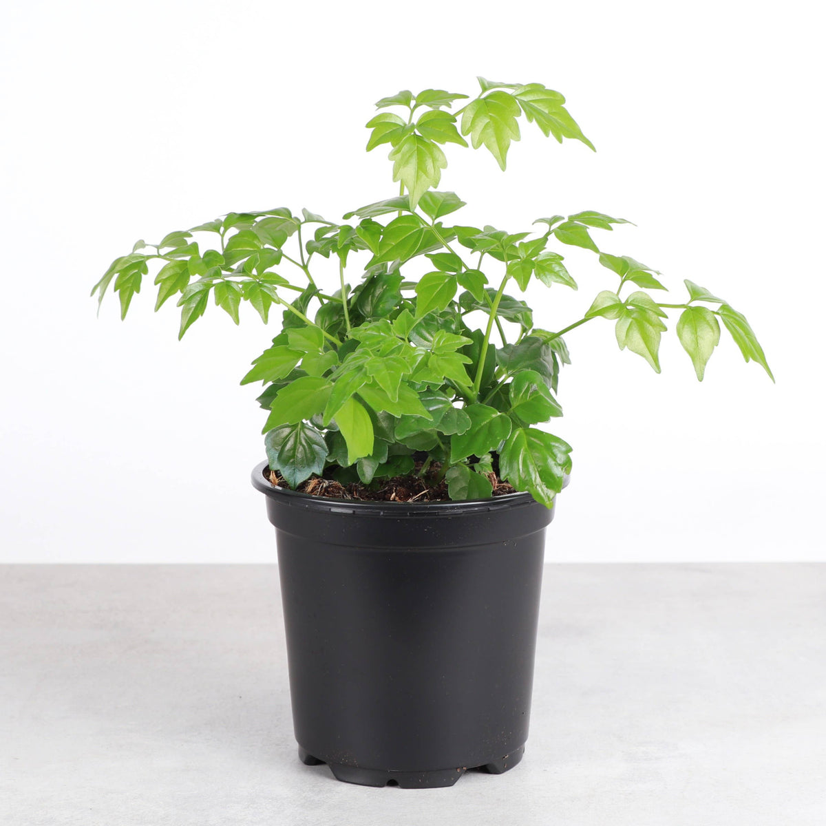 China Doll - 4" Live Plant