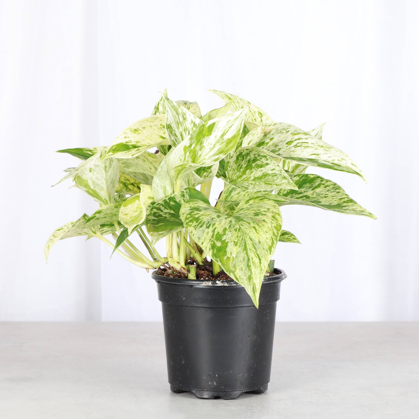 Marble Queen Pothos Plant - Live Plant