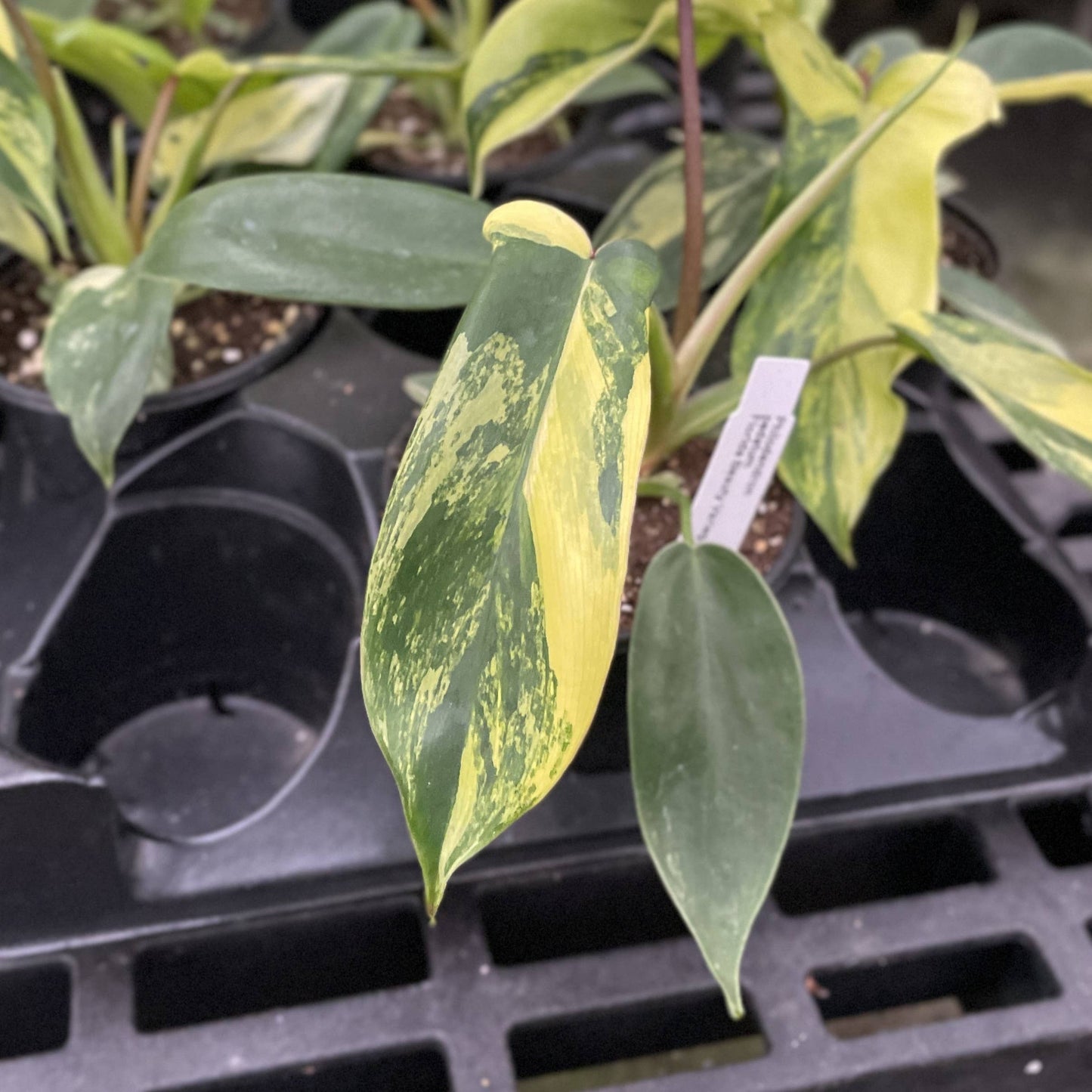 Variegated Florida Beauty Philodendron - 4" Live Rare Plant