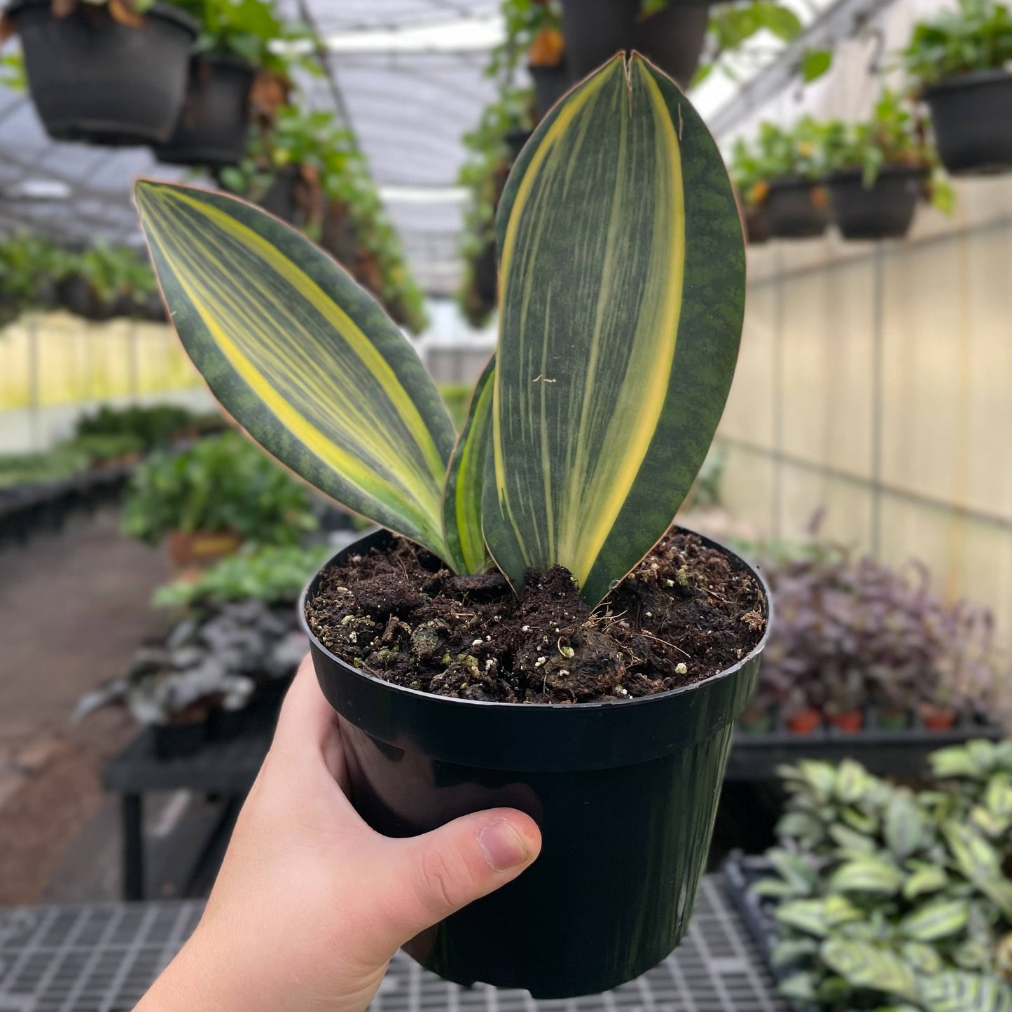 Variegated Whale Fin Snake Plant - Live Plant - Rare