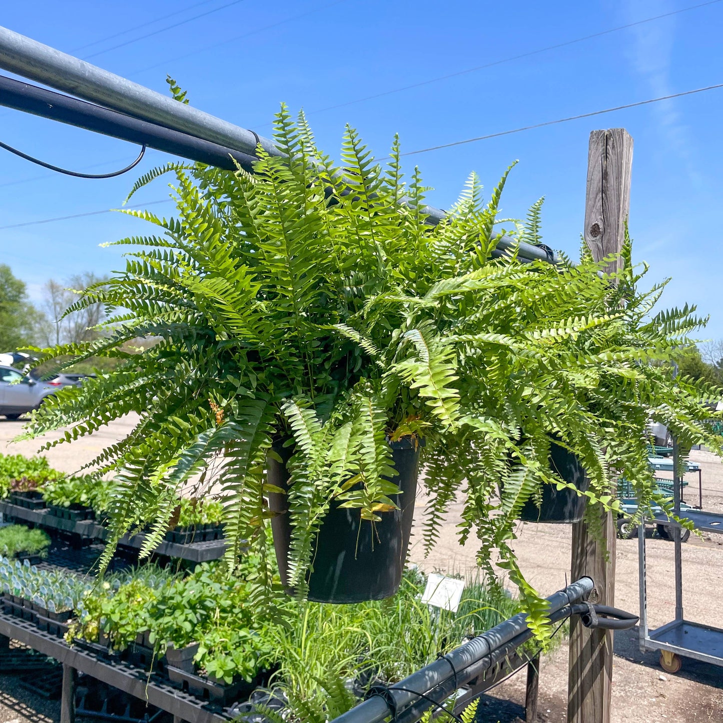 Boston Fern - 10" Diameter Hanging Basket - Live Plant