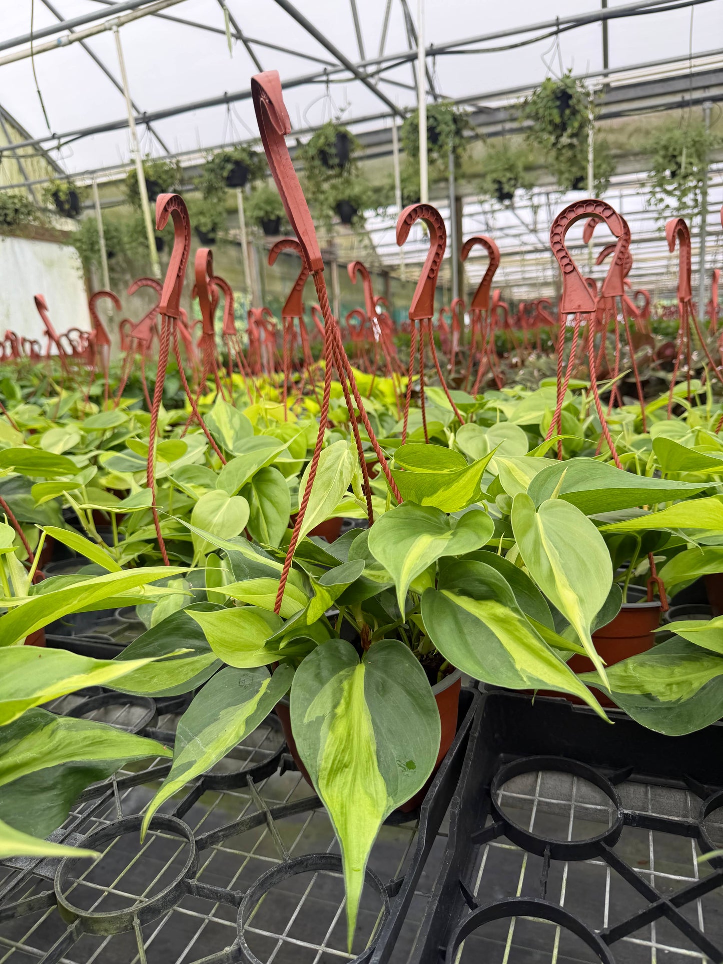 PHILODENDRON Brasil HB Live Plant 6in’