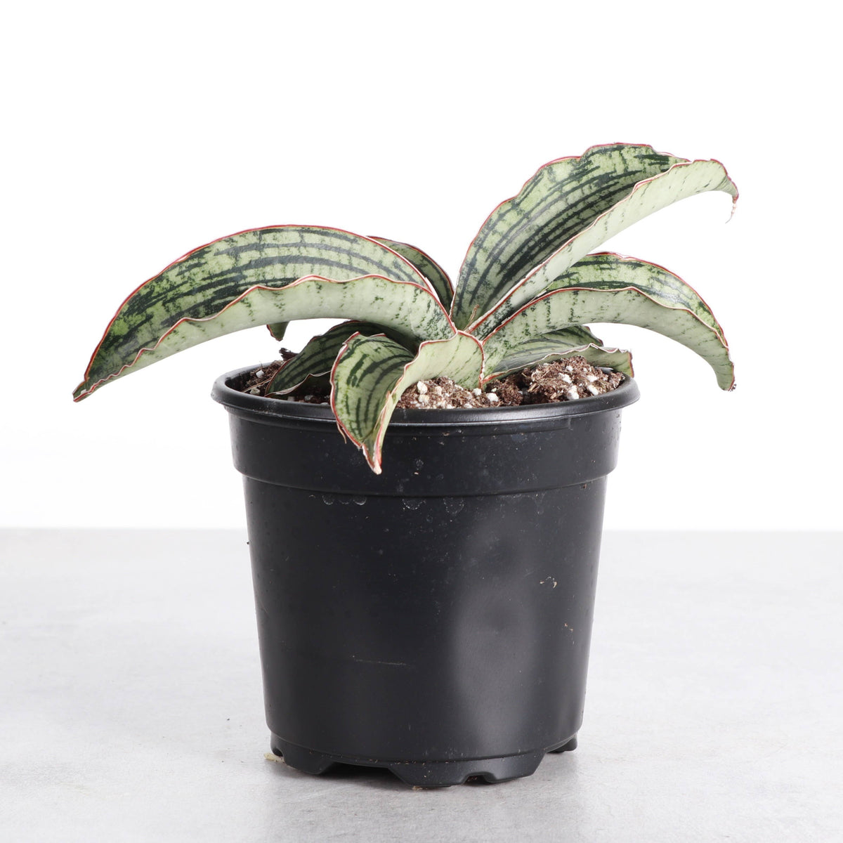 Cleopatra Snake Plant - 4" Live Plant - Rare