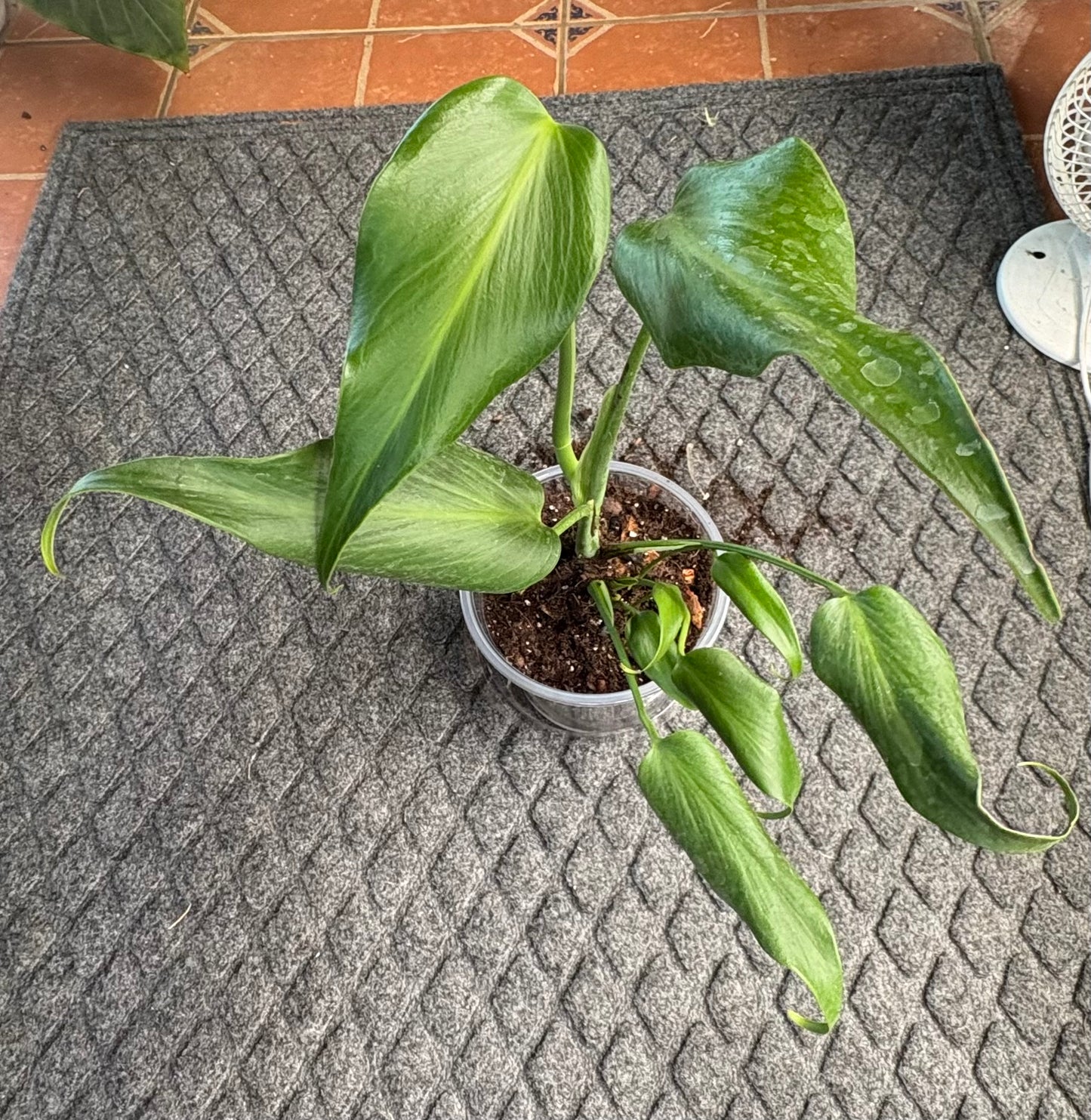 Monstera Burle Marx Flame