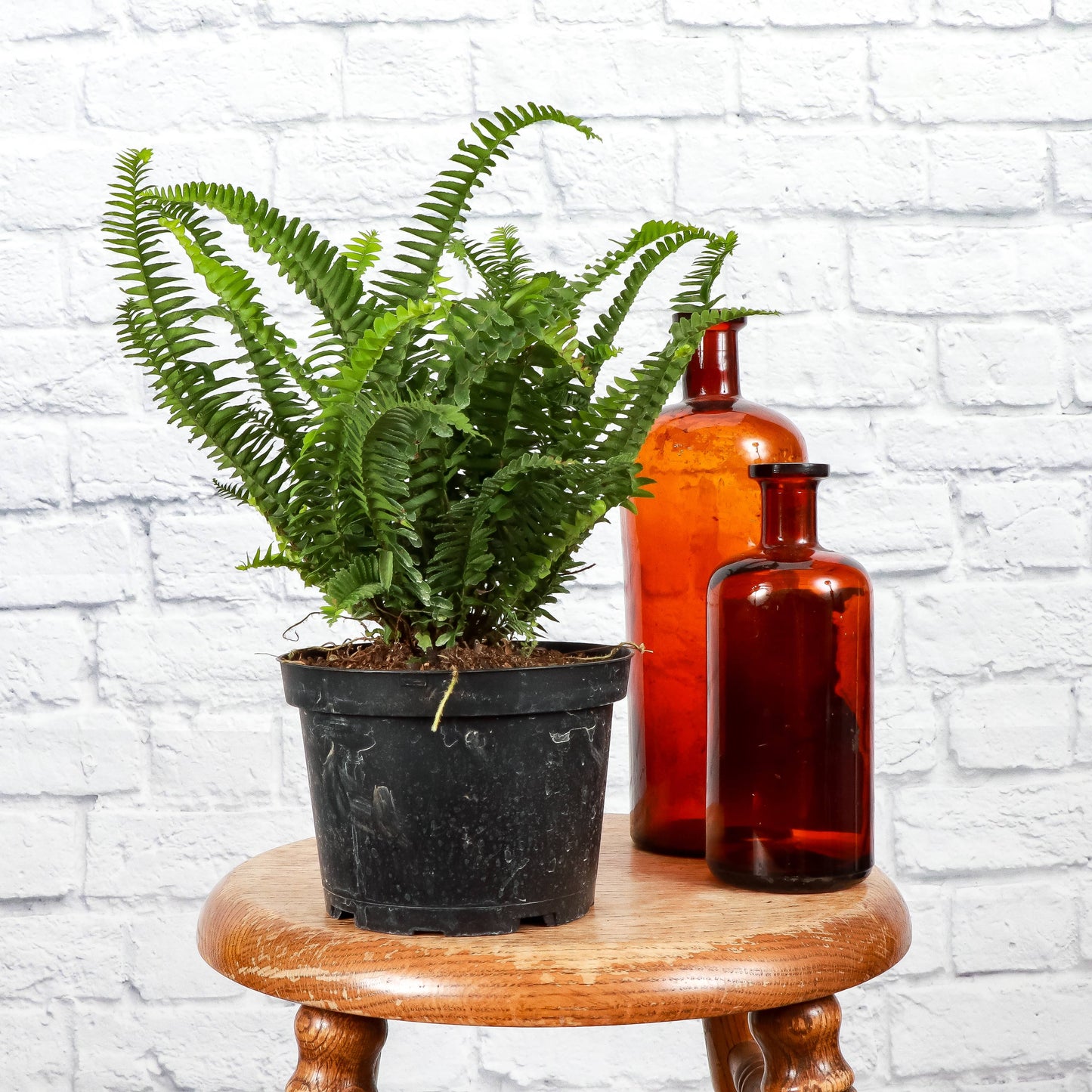Kimberly Queen  Fern - 6" Live Plant