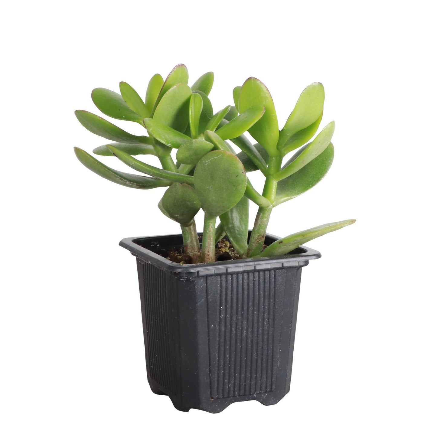 Jade Succulent Plant - Live Plant