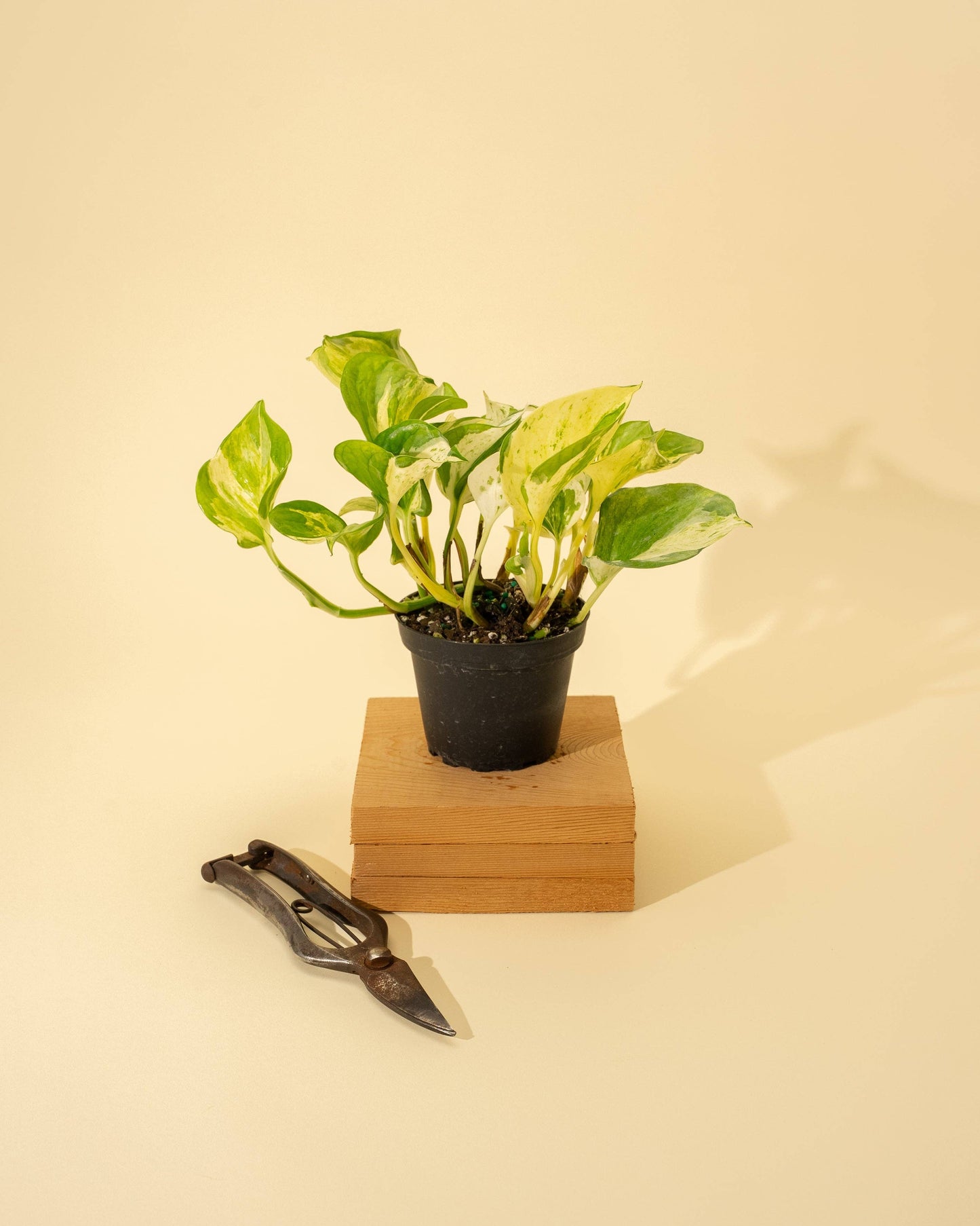 4" Epipremnum Aureum 'Manjula Compacta'
