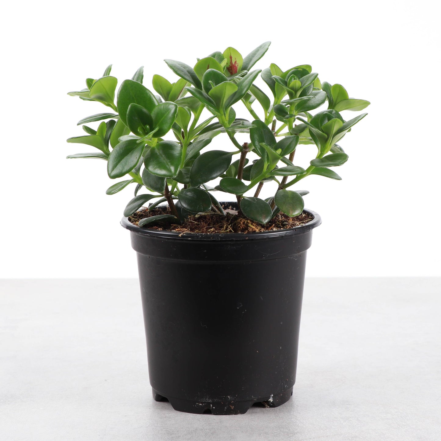 Goldfish Plant - Live Plant