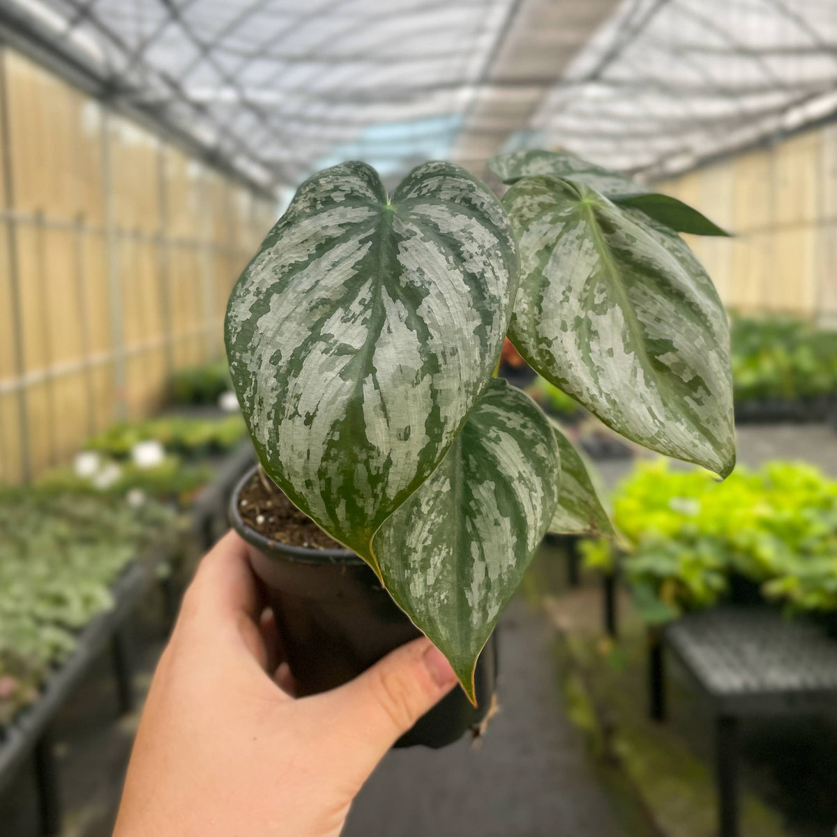 Philodendron Brandtianum - Live Plant
