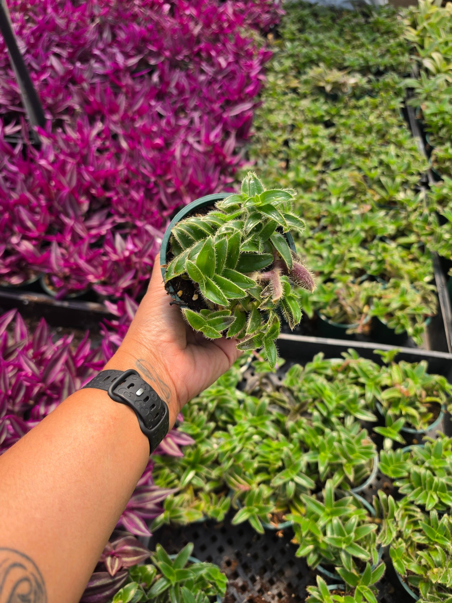 Tradescantia Kitten Ears