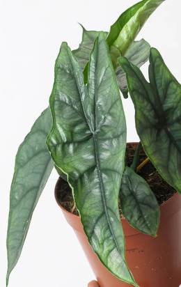 Alocasia Dragons Breath.