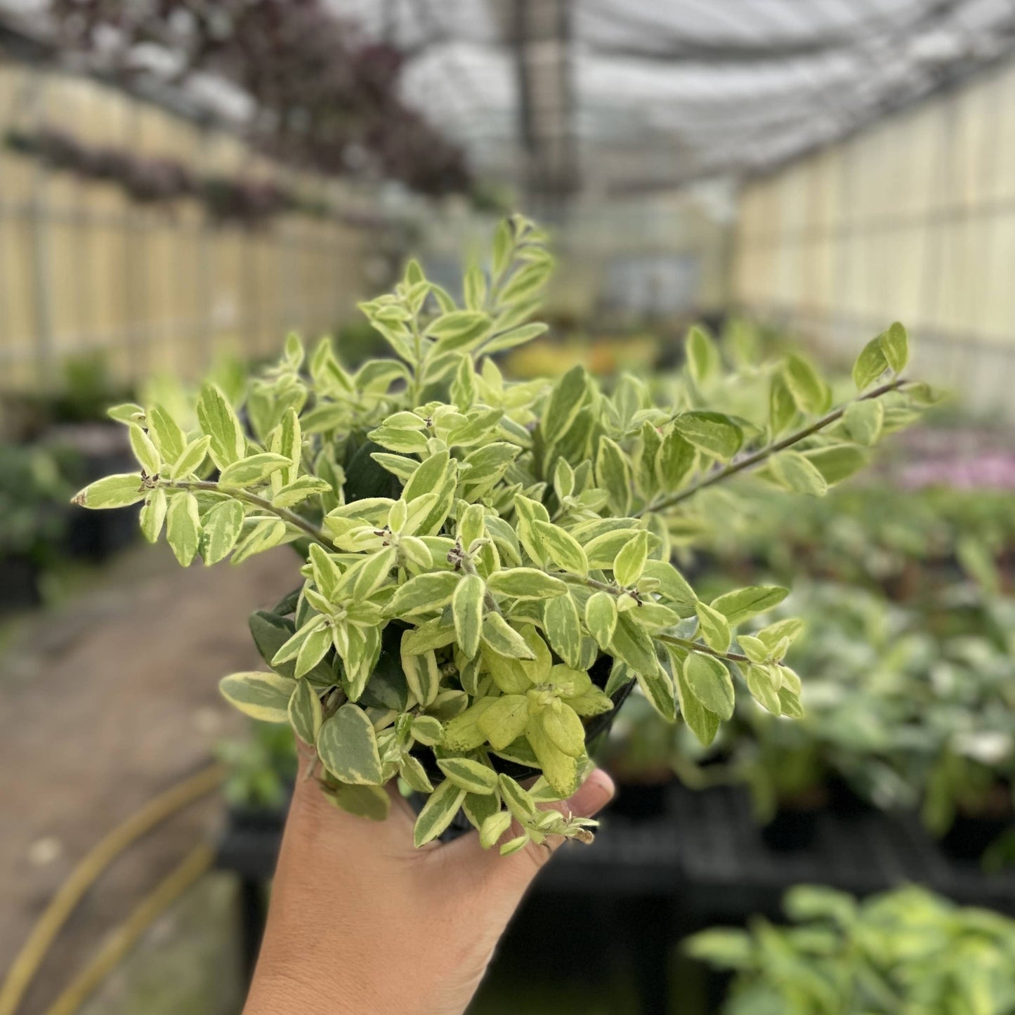 Lipstick 'Bolero Bicolor' Plant - 4" Live Plant