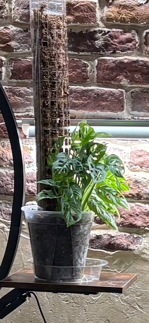Monstera Adansonii aka “Swiss Cheese Plant”