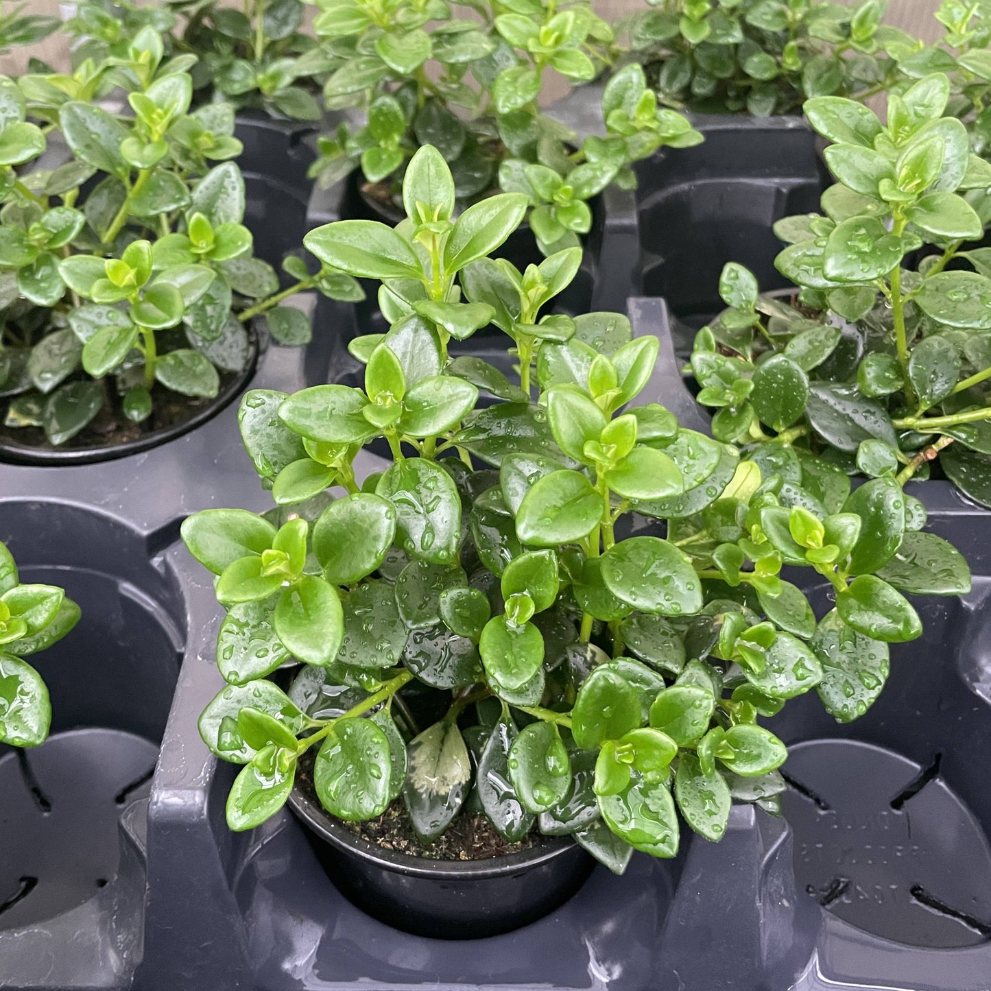 Goldfish Plant - Live Plant