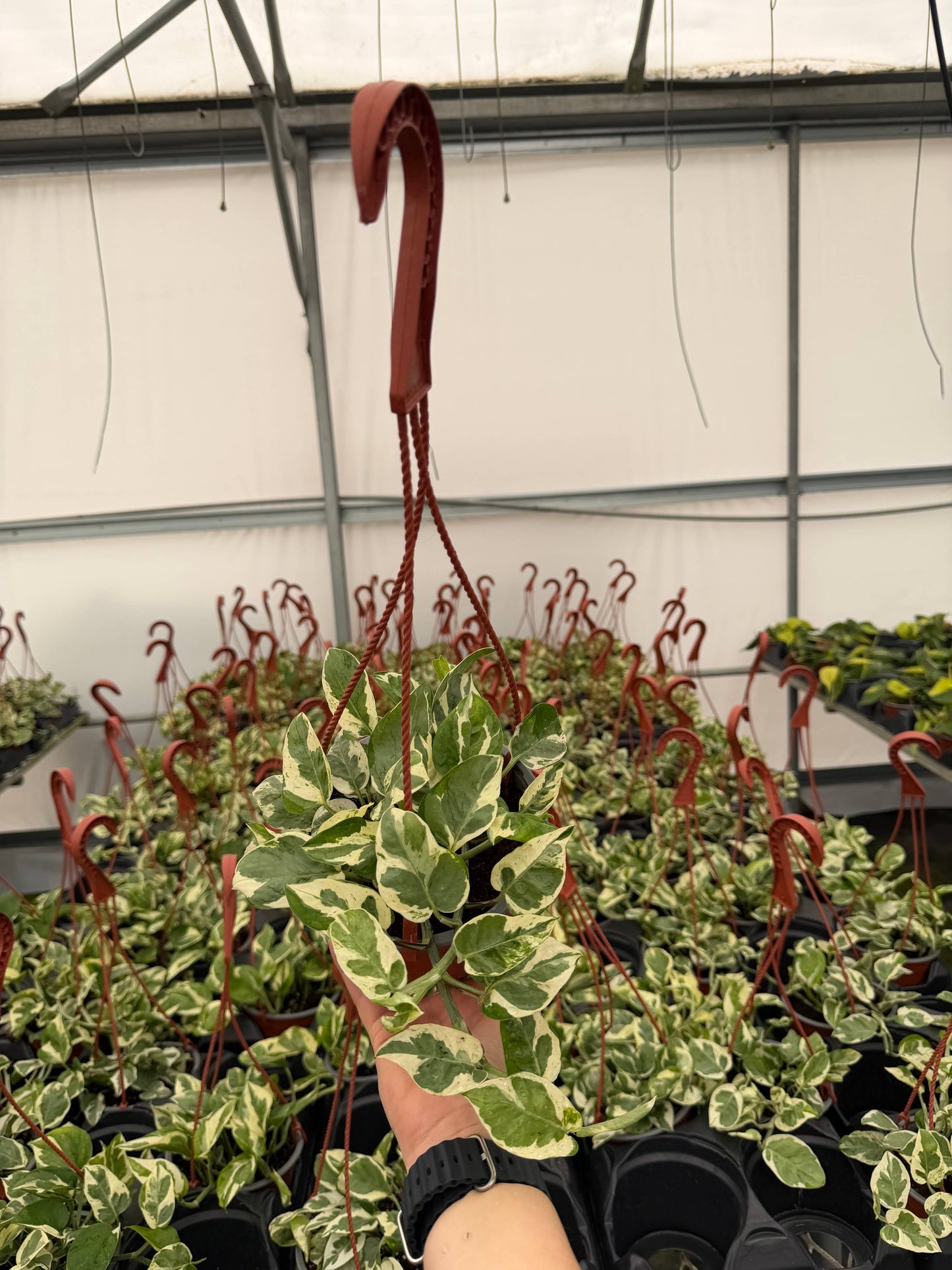 POTHOS N'Joy HB Live Plant 6in