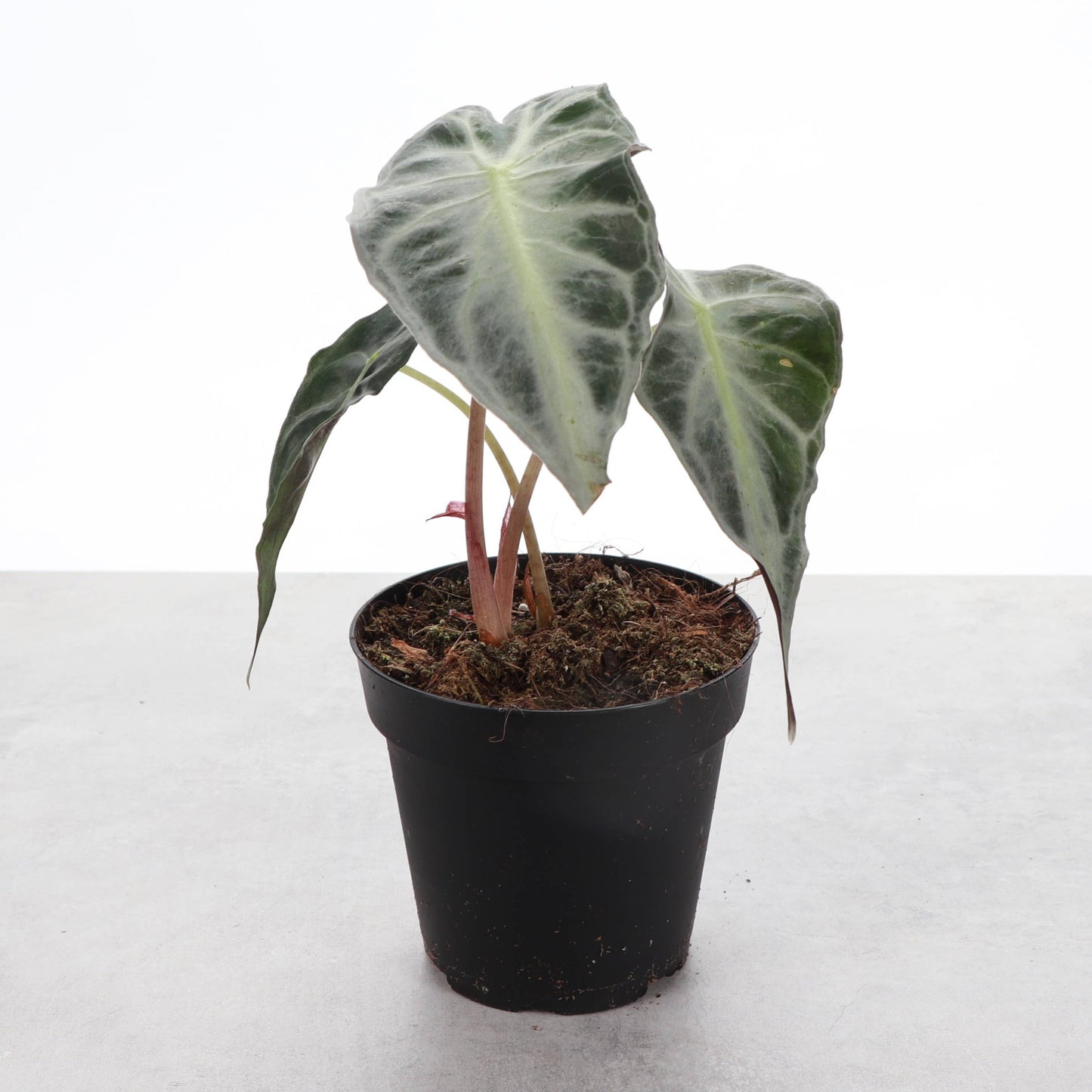 Alocasia Venom - 4" Live Plant