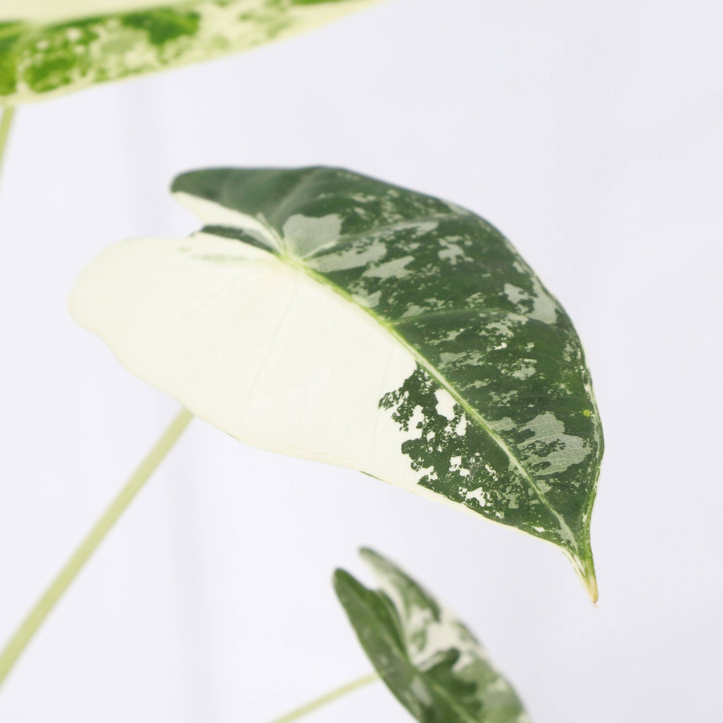 Variegated Alocasia Frydek - 4" Live Plant