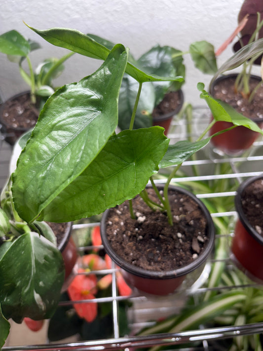 Alocasia “Dragon’s breath”