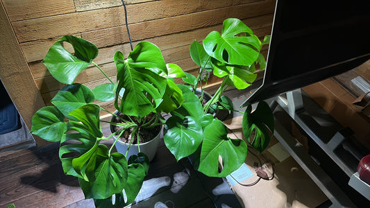 Monstera Deliciosa, 10" pot