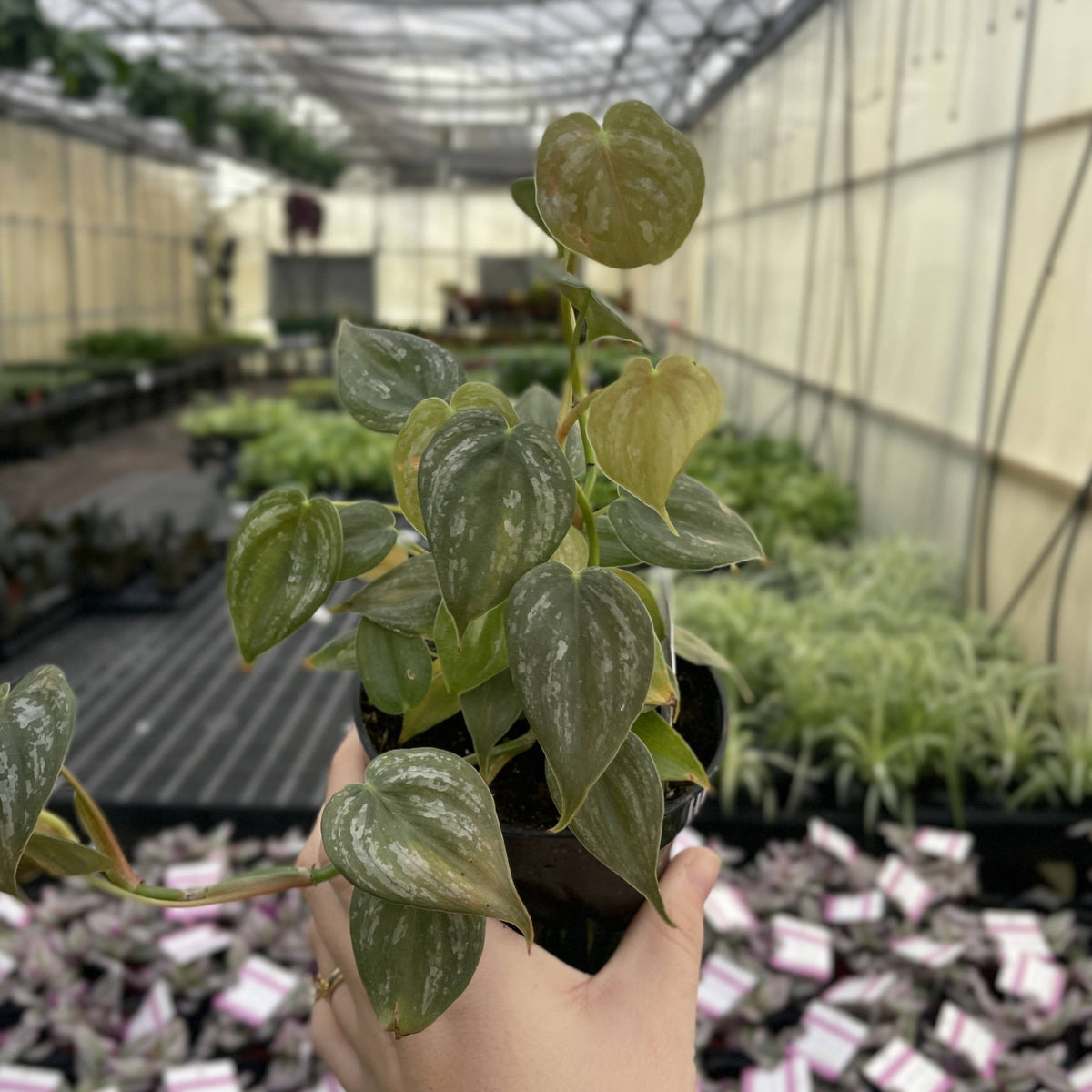 Philodendron Brandtianum - Live Plant