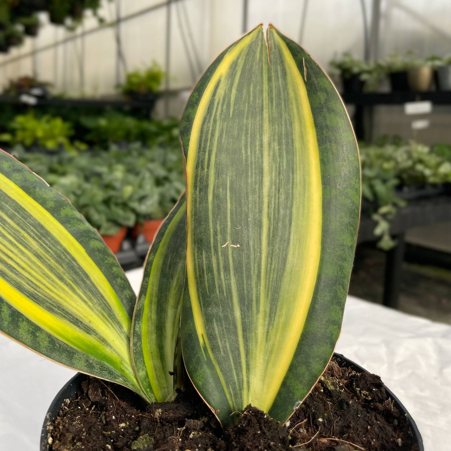 Variegated Whale Fin Snake Plant - Live Plant - Rare