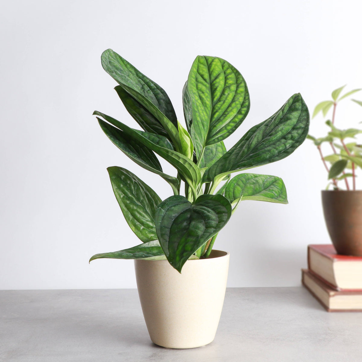 Monstera Peru - Live Plant