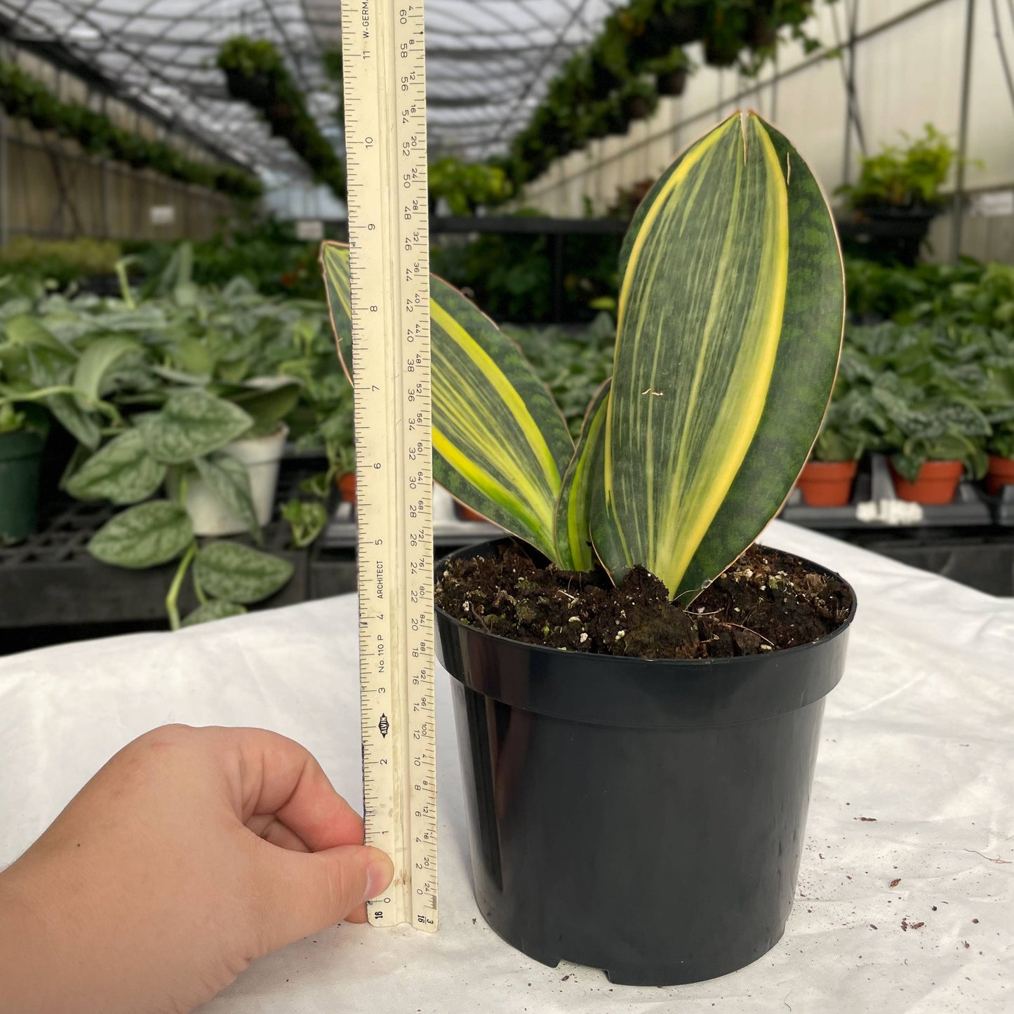 Variegated Whale Fin Snake Plant - Live Plant - Rare