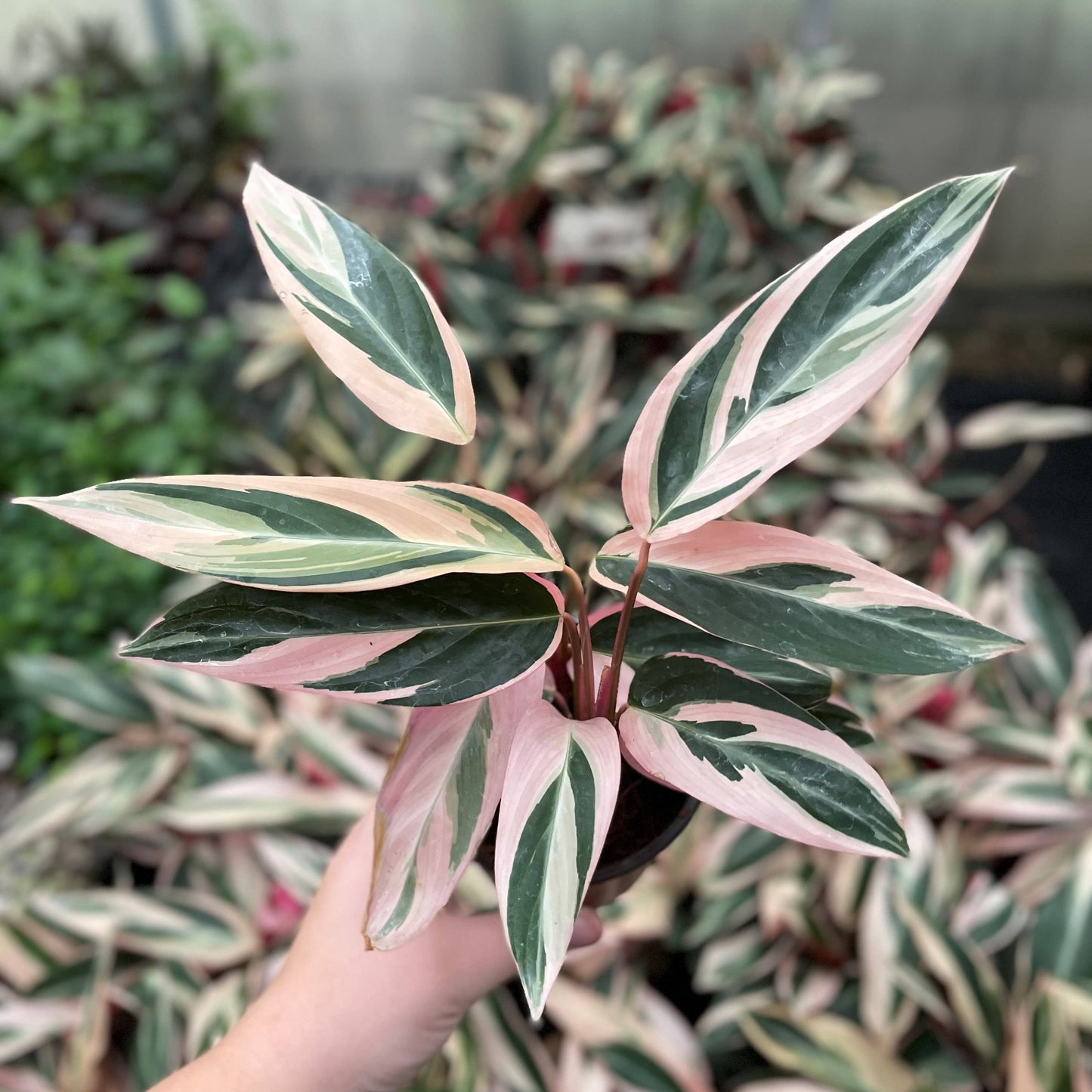 Stromanthe Triostar - Live Plant