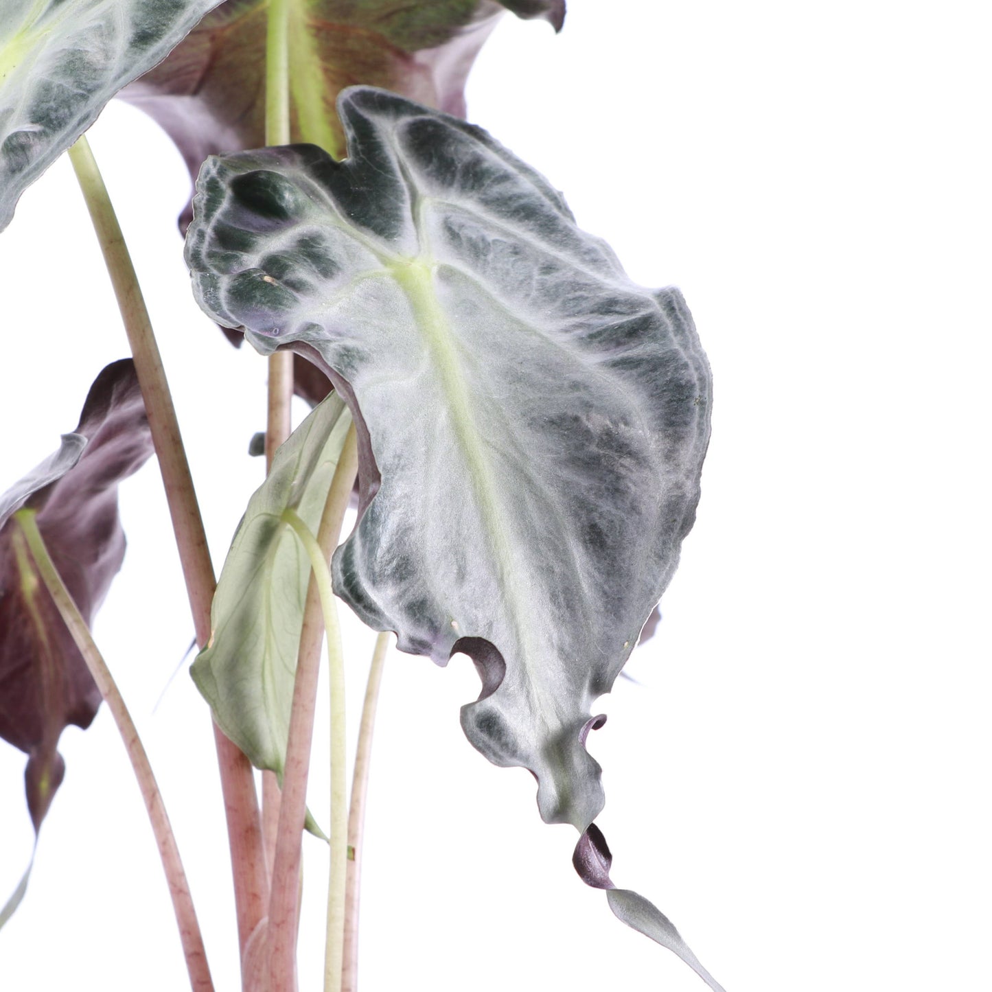 Alocasia Venom - 4" Live Plant