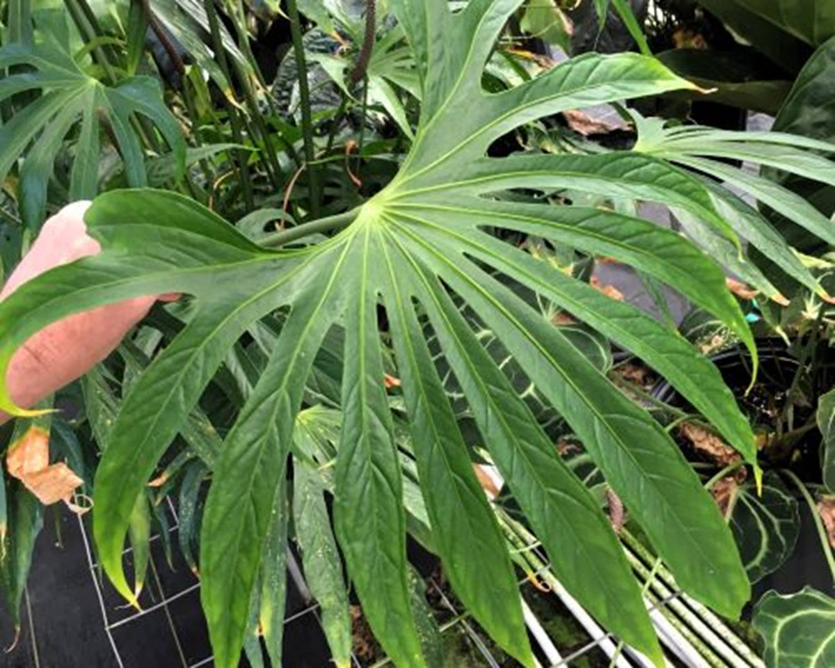Anthurium Fingers. Starter