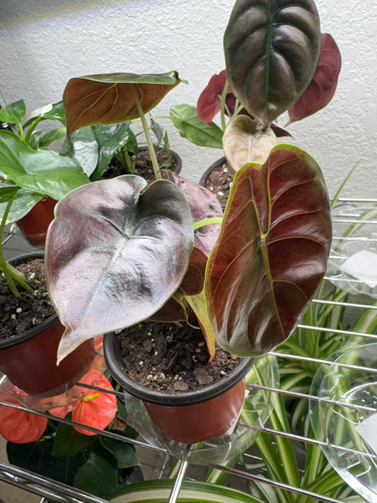 Alocasia Cuprea “Red Secret”
