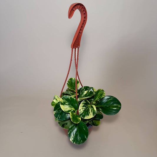 PEPEROMIA Obtusifolia ‘Marble’ Live Plant HB 6in