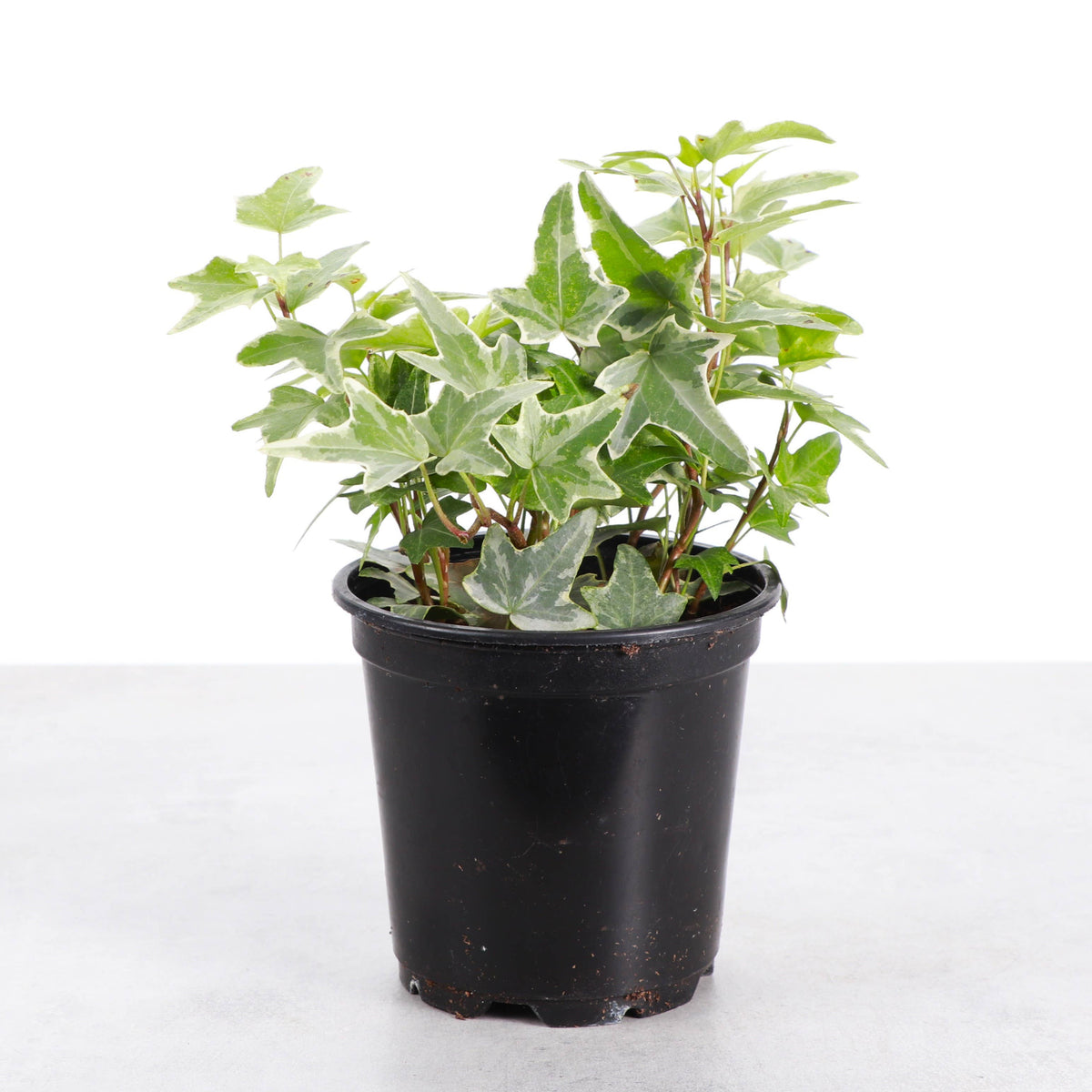 Variegated English Ivy - Live Plant