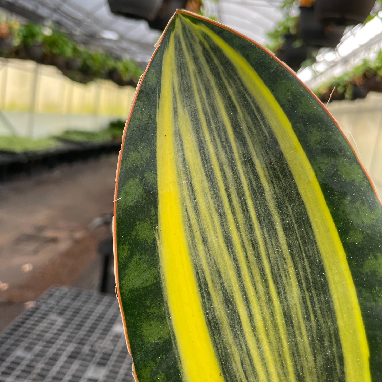 Variegated Whale Fin Snake Plant - Live Plant - Rare