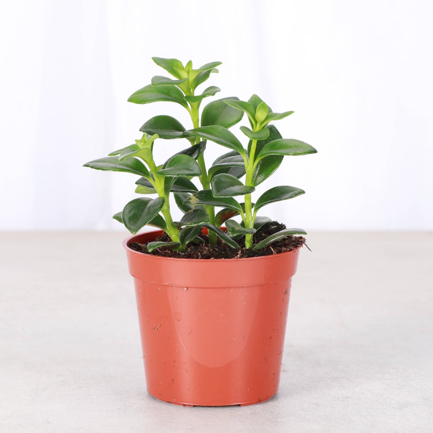 Goldfish Plant - Live Plant