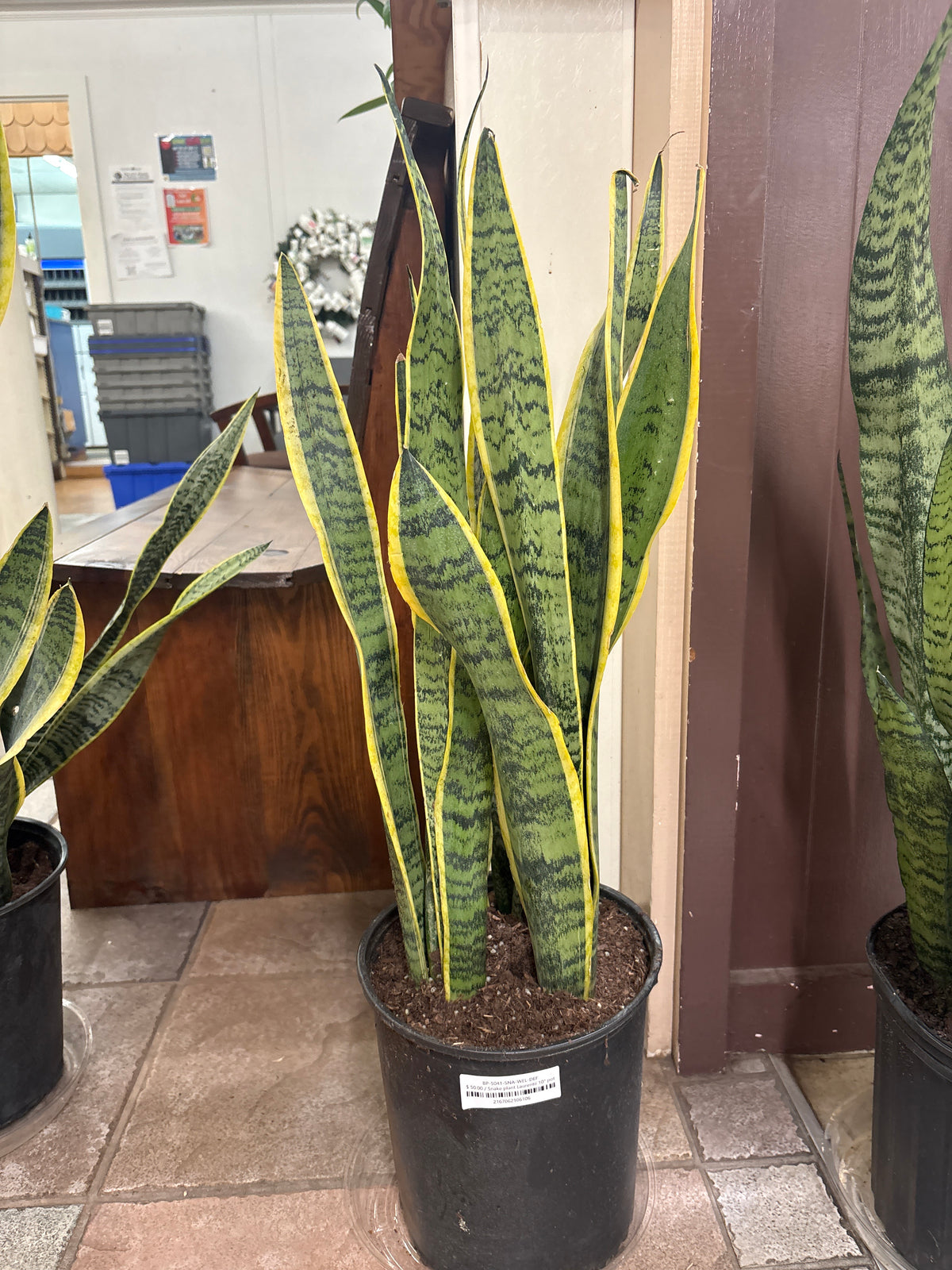 Snake plant Laurentii 10" pot