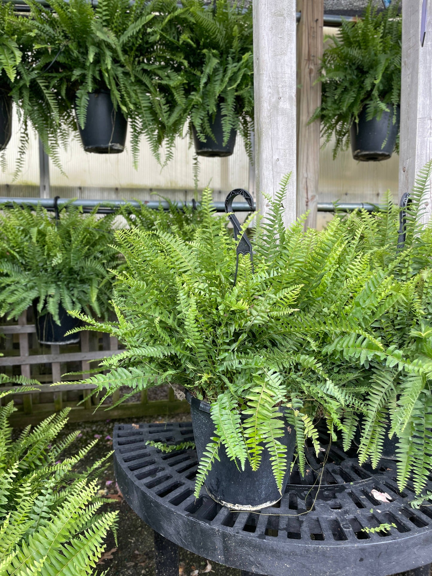 Boston Fern - 10" Diameter Hanging Basket - Live Plant
