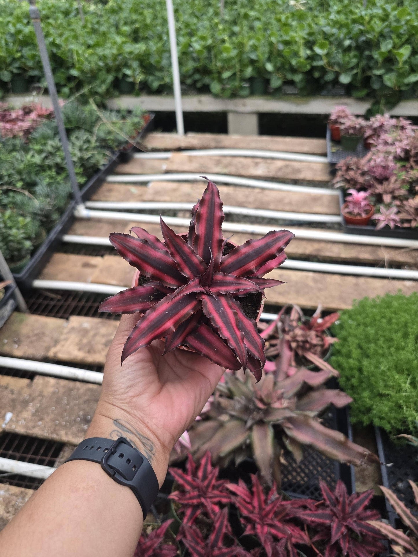 Bromeliad Red Earth Star 4 inch pot
